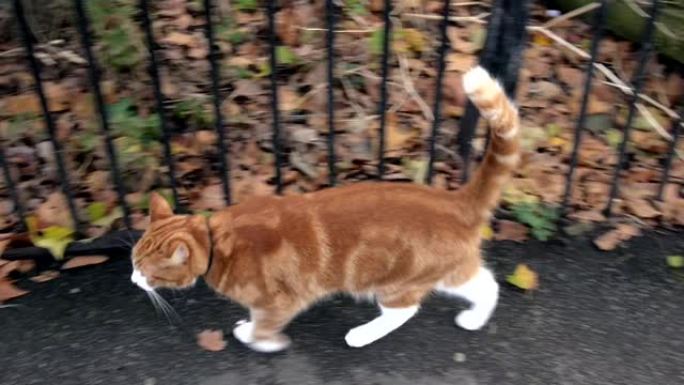 橙色猫穿过公园