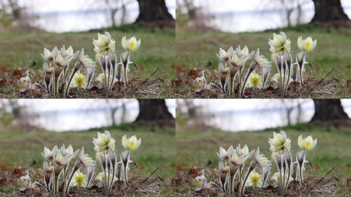 选择性聚焦视频集-浅黄色的白头翁花 (白头翁东方-西伯利亚，白头翁)。春季开花植物