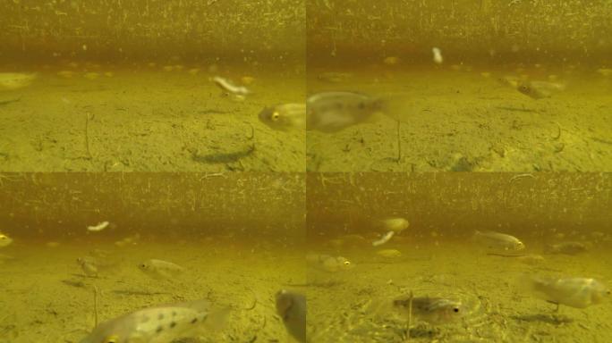 鱼群在死水中的幼虫中游泳