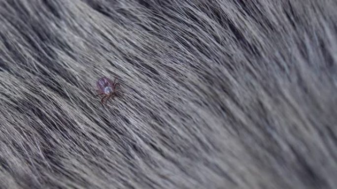 美国狗tick爬行动物毛皮的特写。这些蜘蛛在春季最活跃，可以是莱姆病或脑炎的职业。没有人