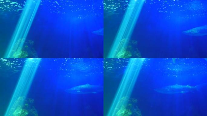 鲨鱼在蓝色的海洋背景中游泳