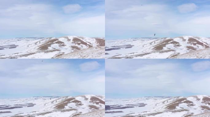 两只猎鹰在冬季雪山上的狂风中翱翔