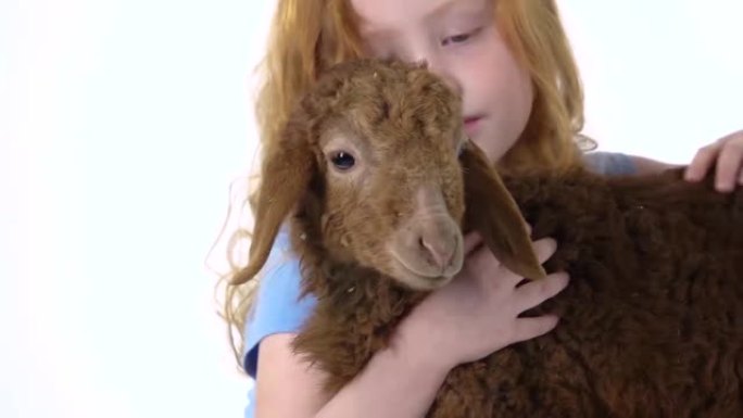 卷发的红发小女孩在白色背景下抚摸着棕色的羔羊。慢动作。特写