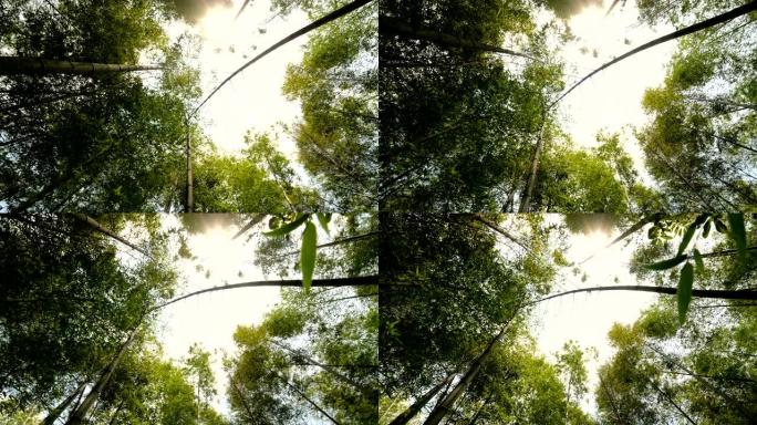 竹林的旋转景观宣传片仰拍空镜头