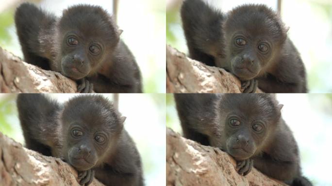 哥斯达黎加森林中的大吼猴 (Alouatta palliata) 婴儿在树上放松