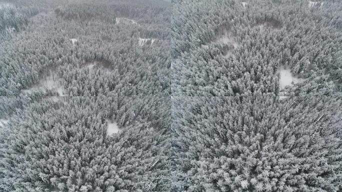 美丽的高雪枞树的鸟瞰图
