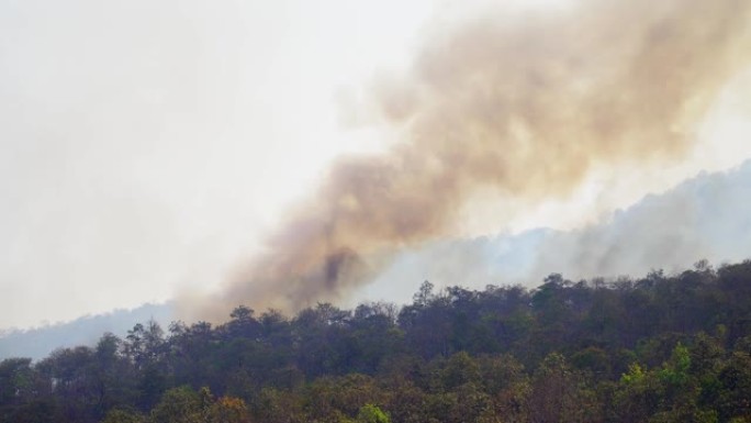 雨林火灾灾害是人为造成的燃烧