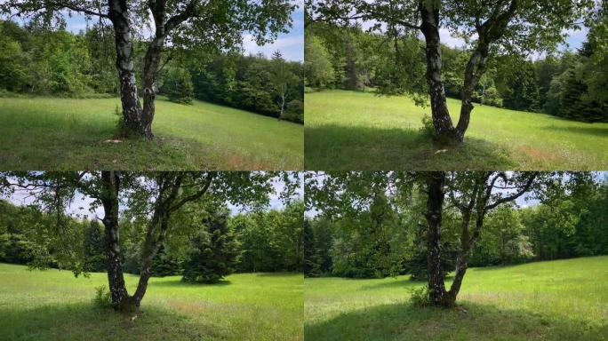 草地上的桦树公园空镜公园环境视频素材