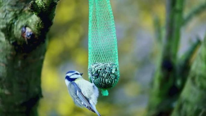 蓝山雀鸟在喂鸟器上吃东西