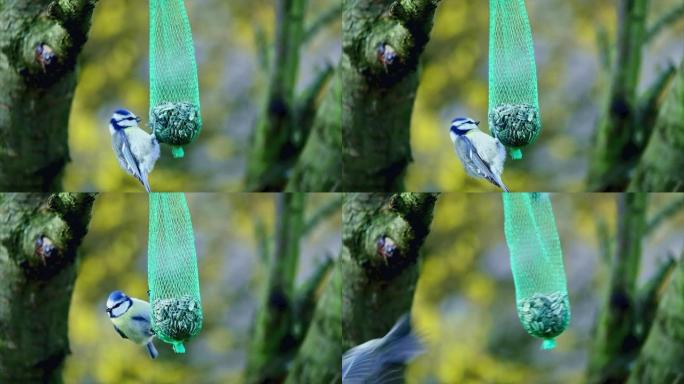 蓝山雀鸟在喂鸟器上吃东西