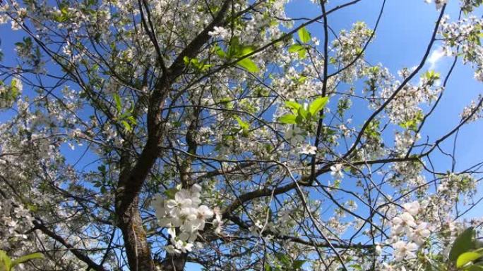 晴天，一棵开花的樱桃树在阵风中摇摇大开。延时。