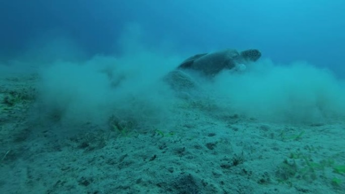 大海龟，贝壳上有反复的鱼，藏在淤泥云中。绿海龟 (Chelonia mydas) 和Remora鱼 