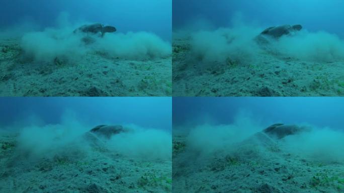 大海龟，贝壳上有反复的鱼，藏在淤泥云中。绿海龟 (Chelonia mydas) 和Remora鱼 