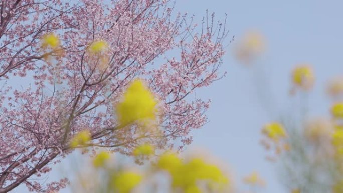 油菜花和樱花在风中摇曳