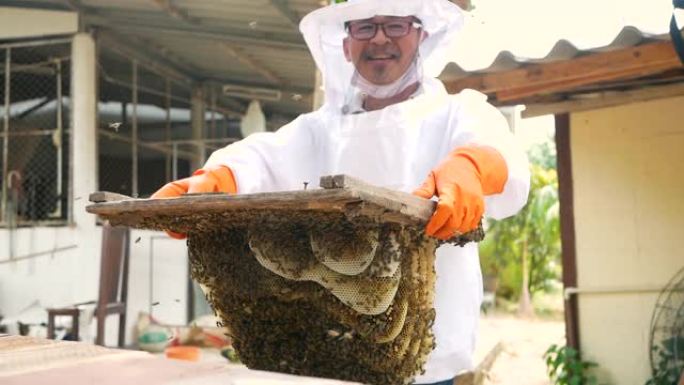 穿着白色防护服的亚洲养蜂人正在农场里收获装满金色蜂蜜的蜂窝。蜂蜜采摘过程。养蜂、养蜂过程的概念。