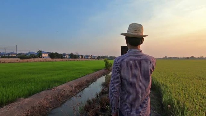 现代农民在平板电脑和智能手机上的应用，用于水稻生产的数据分析