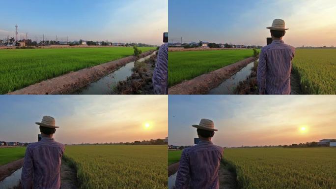 现代农民在平板电脑和智能手机上的应用，用于水稻生产的数据分析