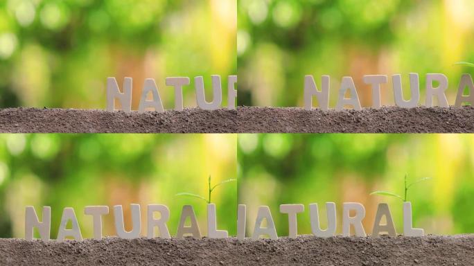 带有木制字母的 “自然” 一词。