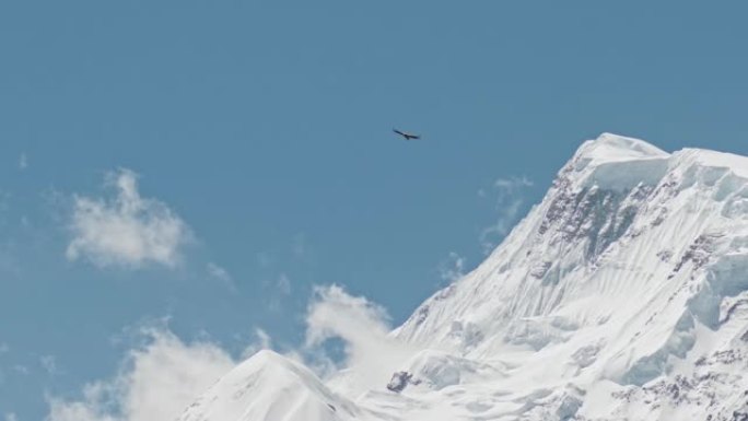 喜马拉雅秃鹰高飞在雪山山顶上，鸟在蓝天上翱翔