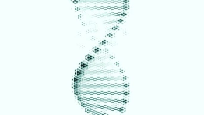在白色背景上旋转的DNA的扭曲复制品。