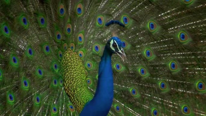 孔雀，或称印度孔雀 (Pavo cristatus)。雄性的一个特征是上盖的强烈发育，被误认为是尾巴
