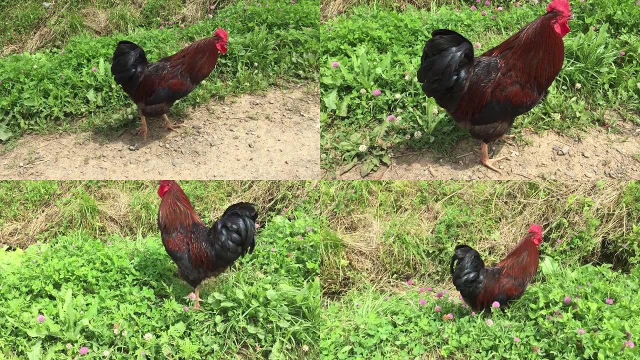 美丽的公鸡，红色的梳子在草地上行走