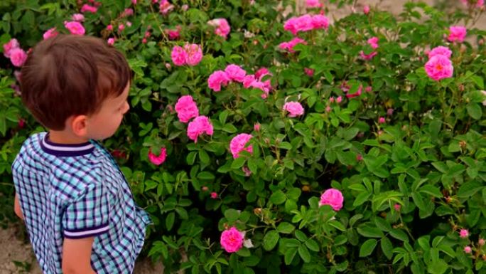 小男孩在开花的花园里嗅着玫瑰