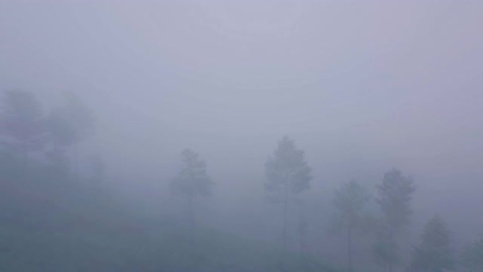 印度喀拉拉邦蒙纳的米斯蒂茶园景观。空中无人机视图
