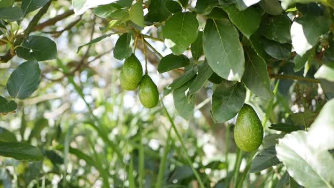 种植农业中的天然鳄梨果实挂在树枝上