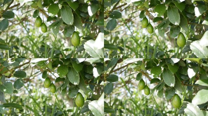 种植农业中的天然鳄梨果实挂在树枝上