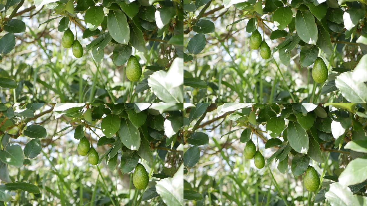 种植农业中的天然鳄梨果实挂在树枝上