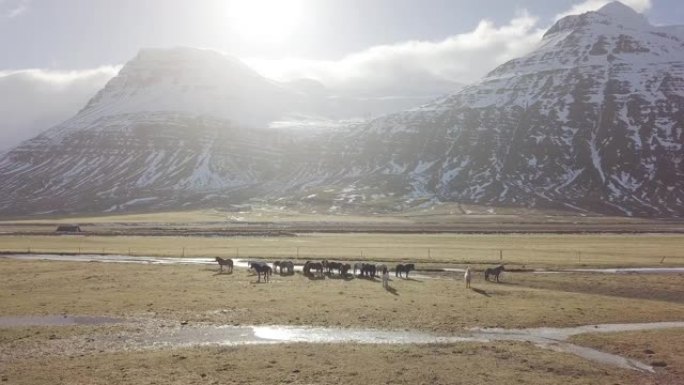 冰岛马。冰岛马是在冰岛发展的马的品种。尽管马匹很小，有时是小马大小，但大多数冰岛人的注册表都将其称为