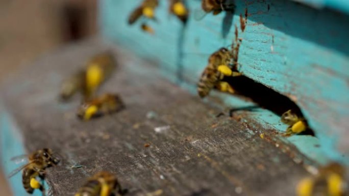 工作蜜蜂将花花粉带到爪子上的蜂巢的特写镜头。蜂蜜是养蜂产品。蜜蜂蜂蜜收集在美丽的黄色蜂窝中