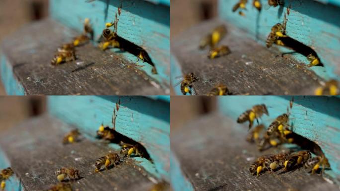 工作蜜蜂将花花粉带到爪子上的蜂巢的特写镜头。蜂蜜是养蜂产品。蜜蜂蜂蜜收集在美丽的黄色蜂窝中
