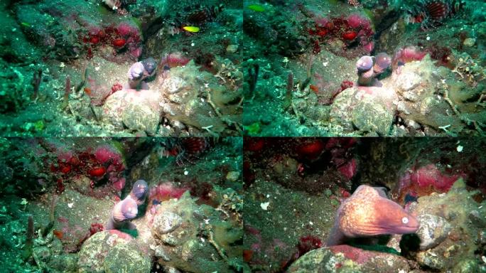 巨大的海鳗藏在巴厘岛海底的珊瑚礁中