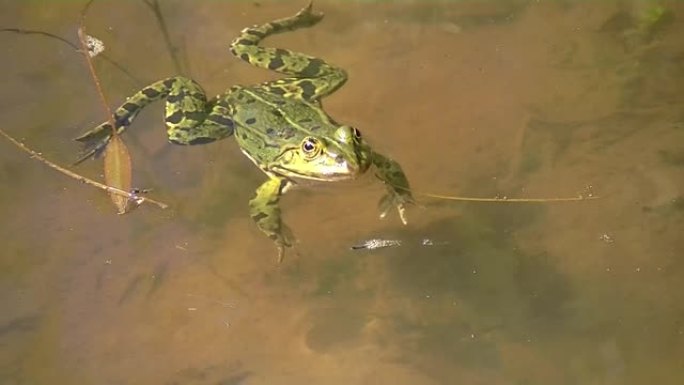 青蛙在水中游泳的特写镜头，Pelophylax esculentus或Teichfrosch