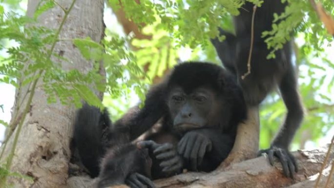 哥斯达黎加森林中的大吼猴 (Alouatta palliata) 婴儿在树上放松