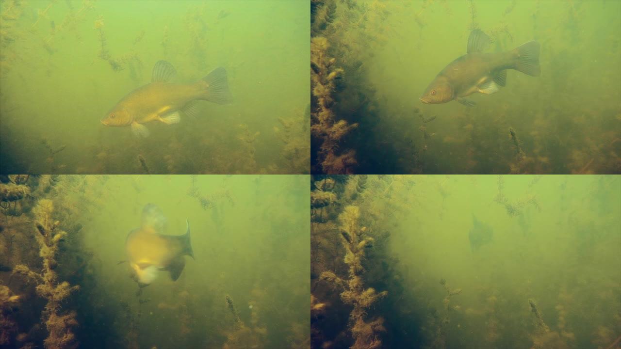 Trench fish (Tinca tinca) swims in the murky pond