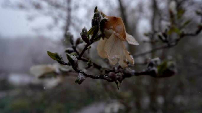 白玉兰树被雪覆盖