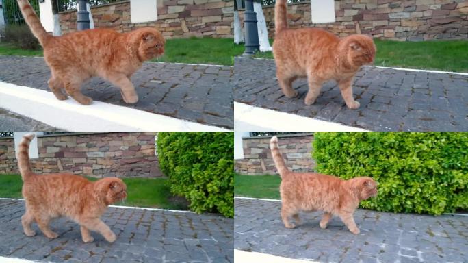 苏格兰折叠红猫在草坪和篱笆上沿着人行道缓慢行走