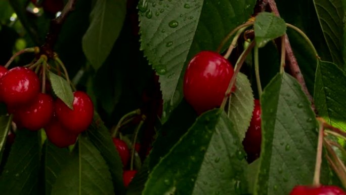 雨后潮湿的成熟樱桃浆果在地狱中，树叶在树枝上散射光