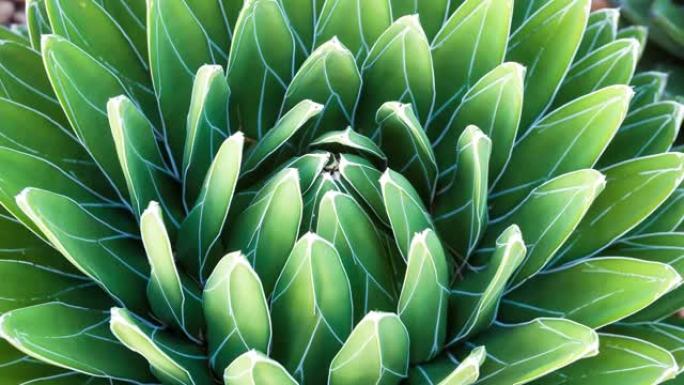 花园中的维多利亚女王龙舌兰 (Agave victoriae-reginae)，放大镜头，带有植物纹