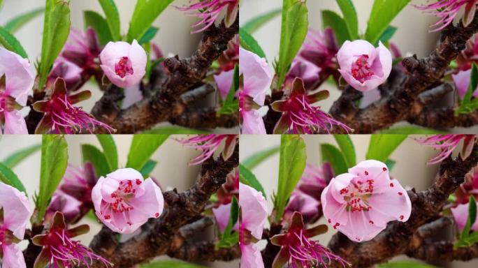 从芽到盛开的粉红色桃子的延时镜头，4k视频。