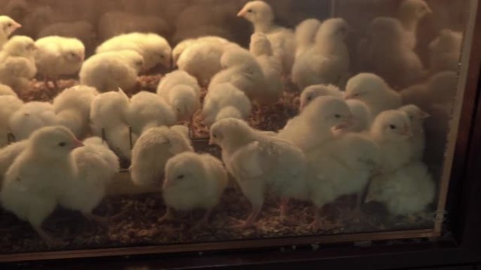 孵化器里有很多鸡