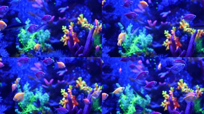 色彩鲜艳的鱼辉光，紫外光下的紫色鱼缸。紫色荧光的热带水生天堂异域背景，发光闪亮的生态系统，充满生机的