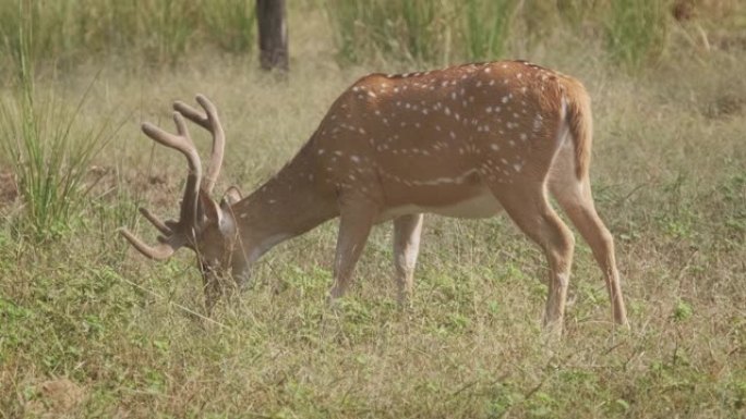 在印度拉贾斯坦邦Ranthambore国家公园放牧的雄鹿或斑鹿