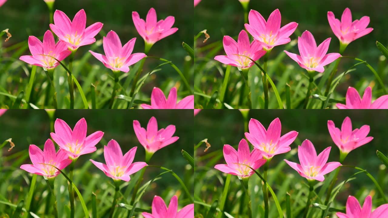 粉红雨莲