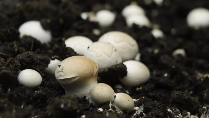 香菇生长的时光倒流，新鲜的新蘑菇从地面发芽。