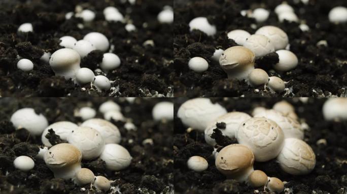 香菇生长的时光倒流，新鲜的新蘑菇从地面发芽。