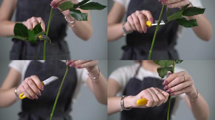 无法辨认的女花店用刀切割新鲜玫瑰的手的特写。